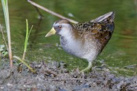 Great Salt Lake Shorelands Preserve
